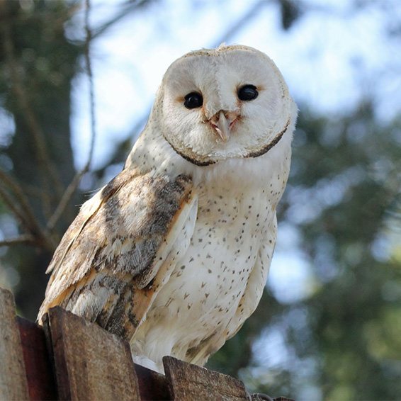 Beautiful owl